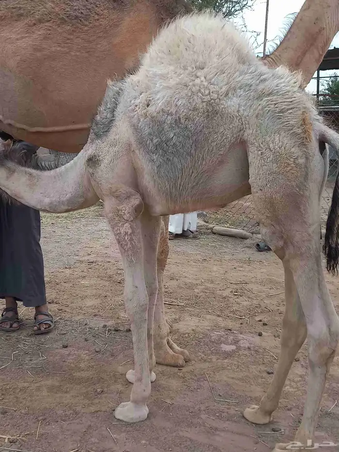 قعودين على حليب امهاتها 8