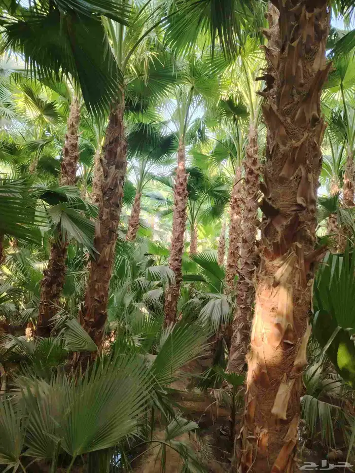 نخل واشنطني زينه 4