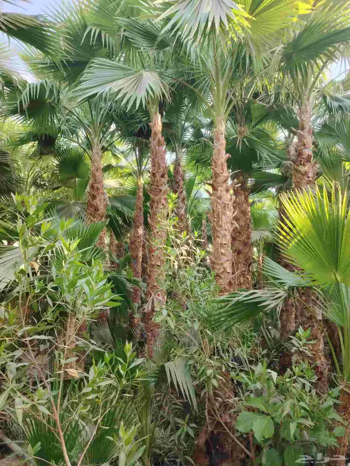 نخل واشنطني زينه 2