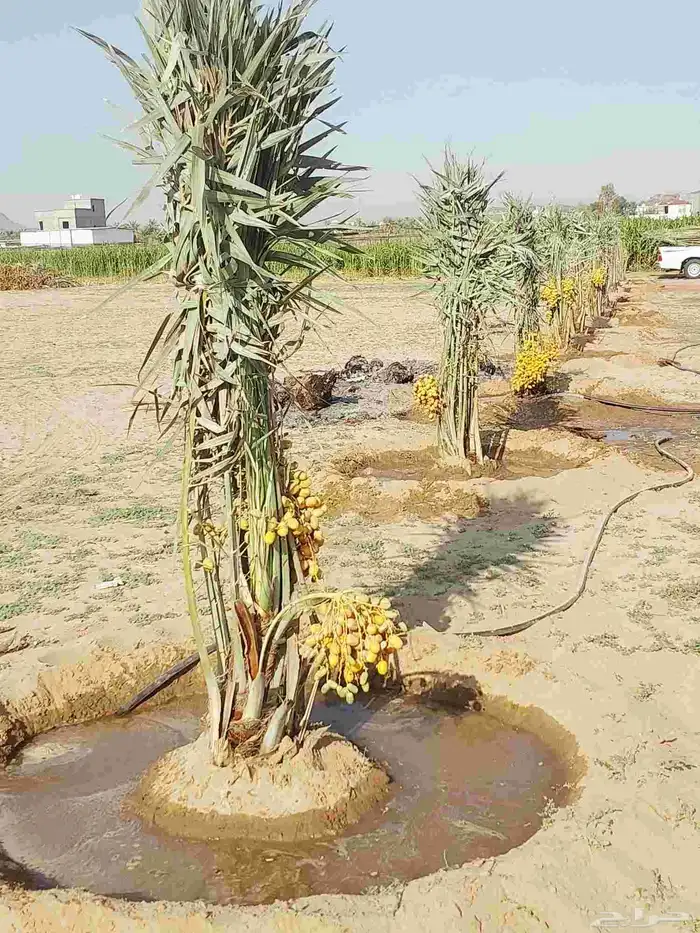 نخيل مثمره هلالي صقعي مجدول برحي سكري خلاص عجوه نبوت سيف 1