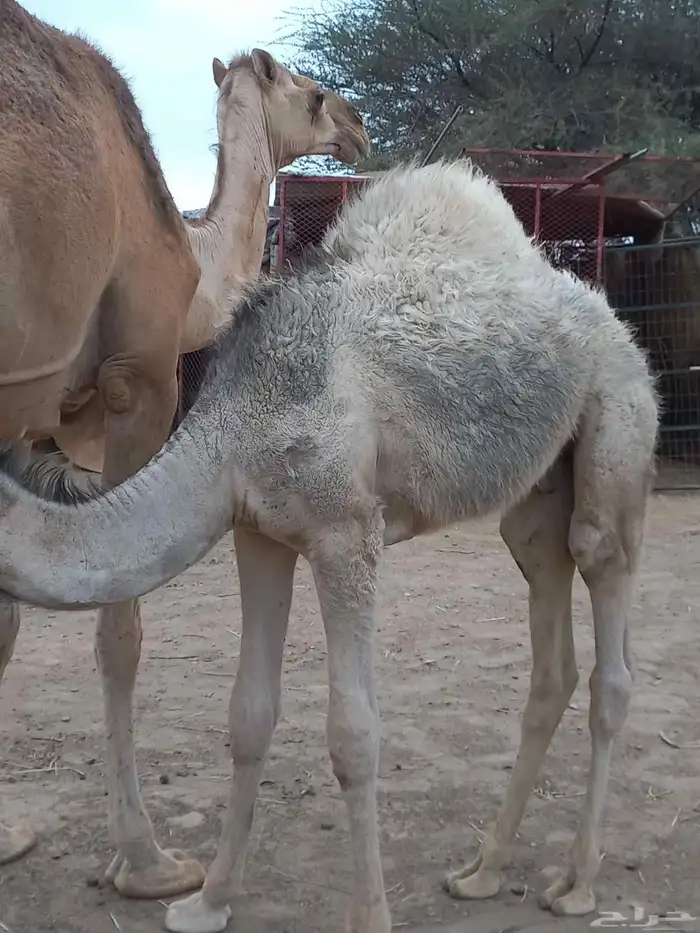 قعودين على حليب امهاتها 4