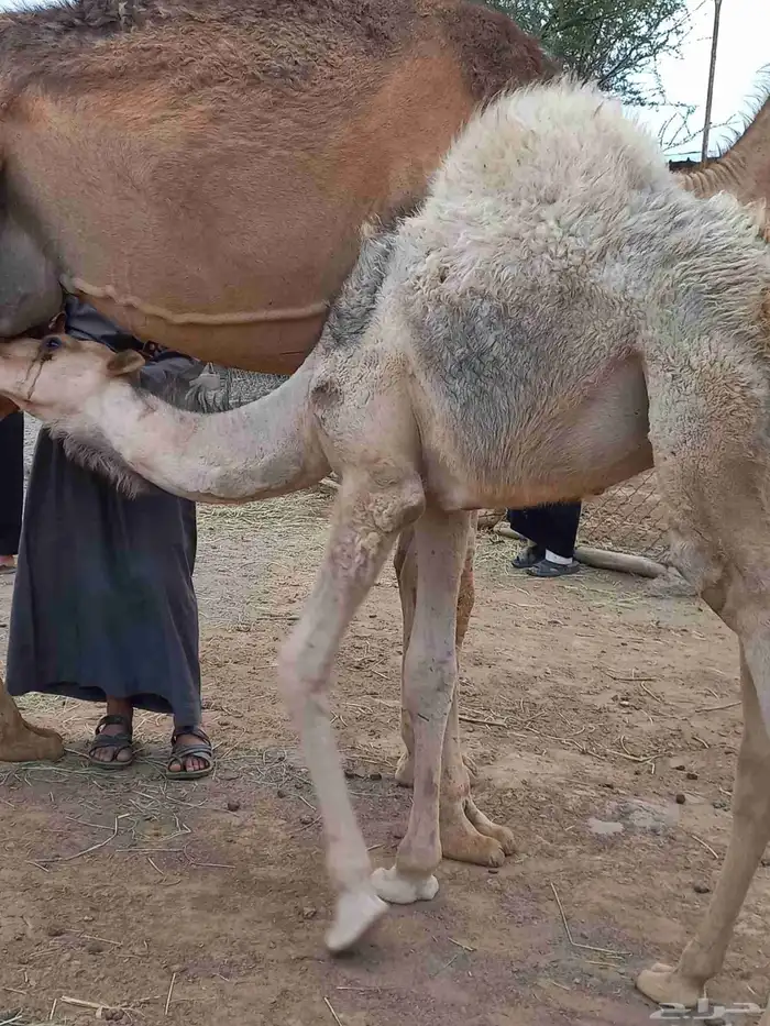 قعودين على حليب امهاتها 7