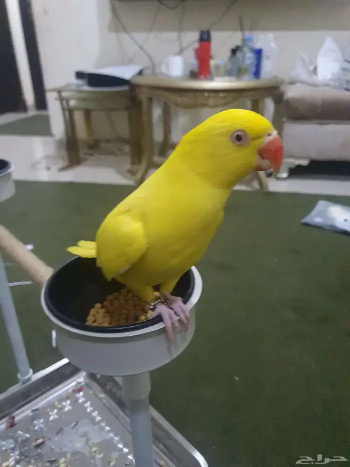 ذكر دره لاتينو أليف 0