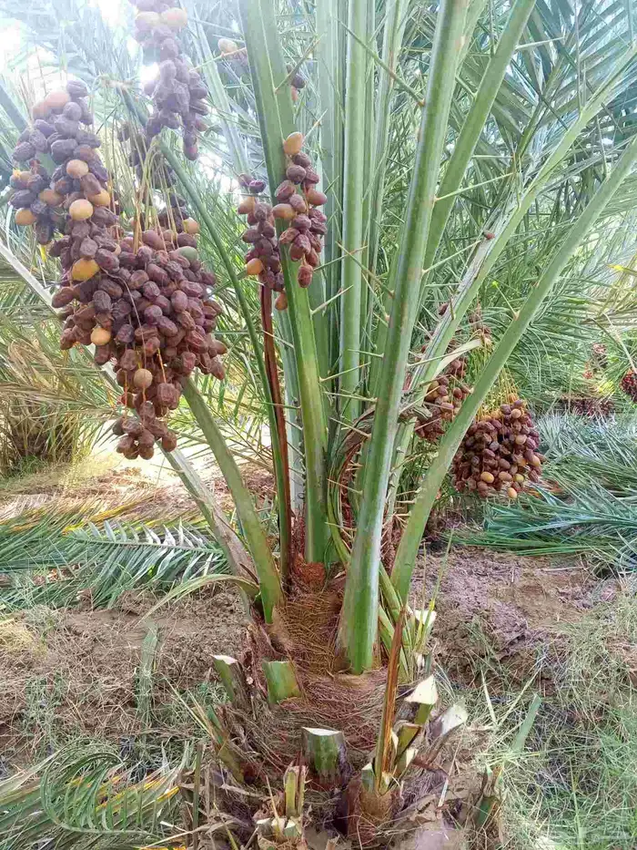 نخيل الشرقيه الخفجي 1