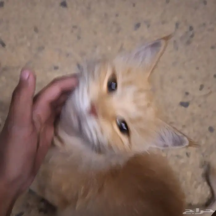 بسه شيرازيه لقيتها منحاشه أثنى م ادري فيه فطريات ولالا معه 2
