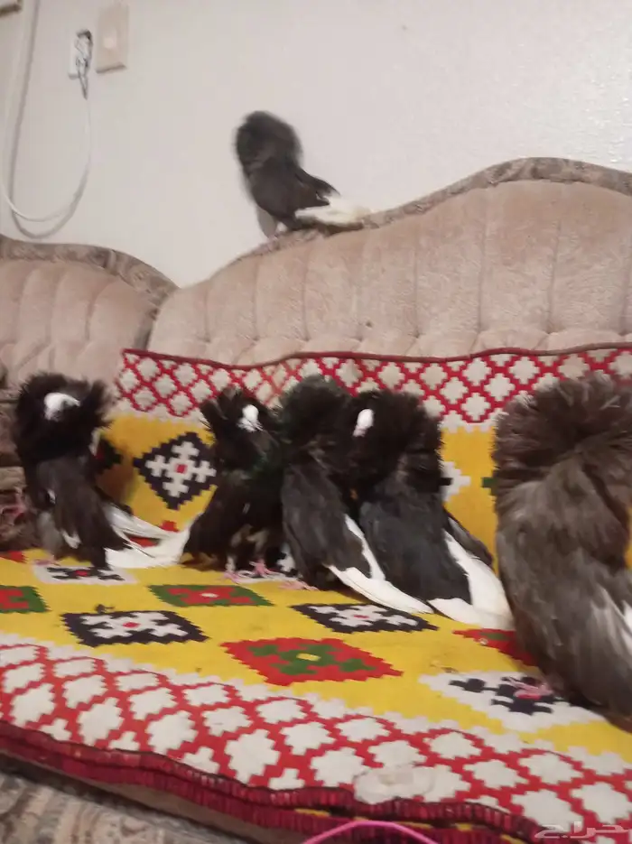 حمام ( الفوطة ) ( بلجيكي ) جاكوبين اجواز للبيع 11