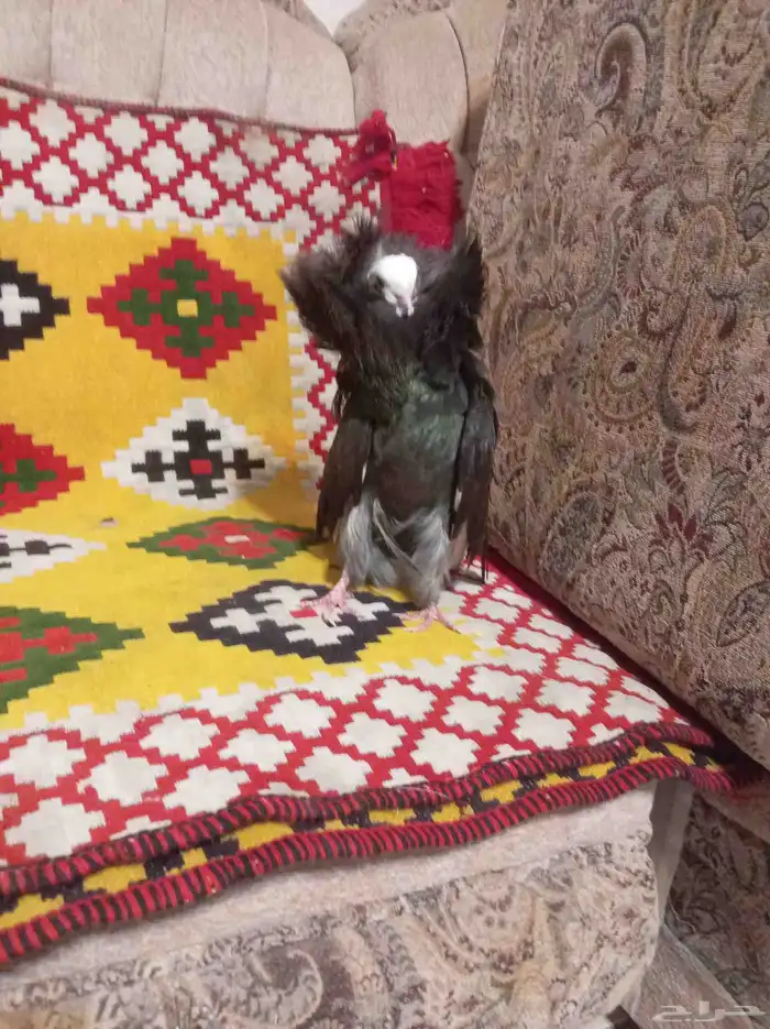 حمام ( الفوطة ) ( بلجيكي ) جاكوبين اجواز للبيع 9