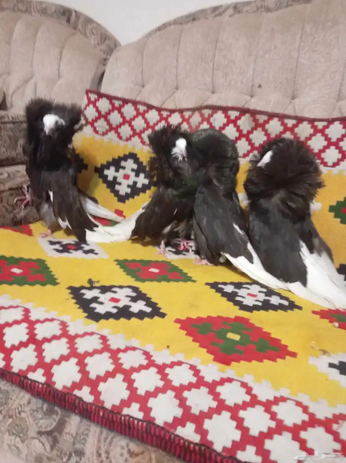 حمام ( الفوطة ) ( بلجيكي ) جاكوبين اجواز للبيع 10