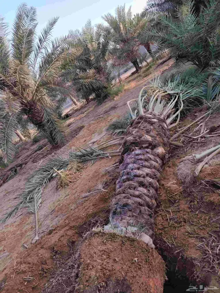 نخيل نقايل  اخلاص  هلالي برحي شيشي  مجدول نبوت سيف صقعي 2