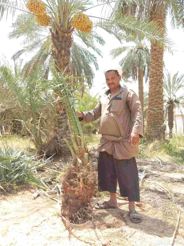 نخيل مثمره للبيع 5