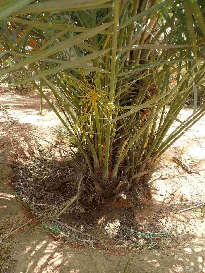 ابو ناصر لتوريد أنخيل 8