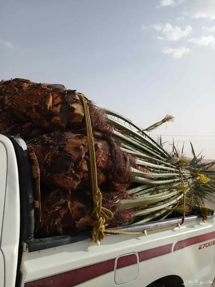 ابو ناصر لتوريد أنخيل 2
