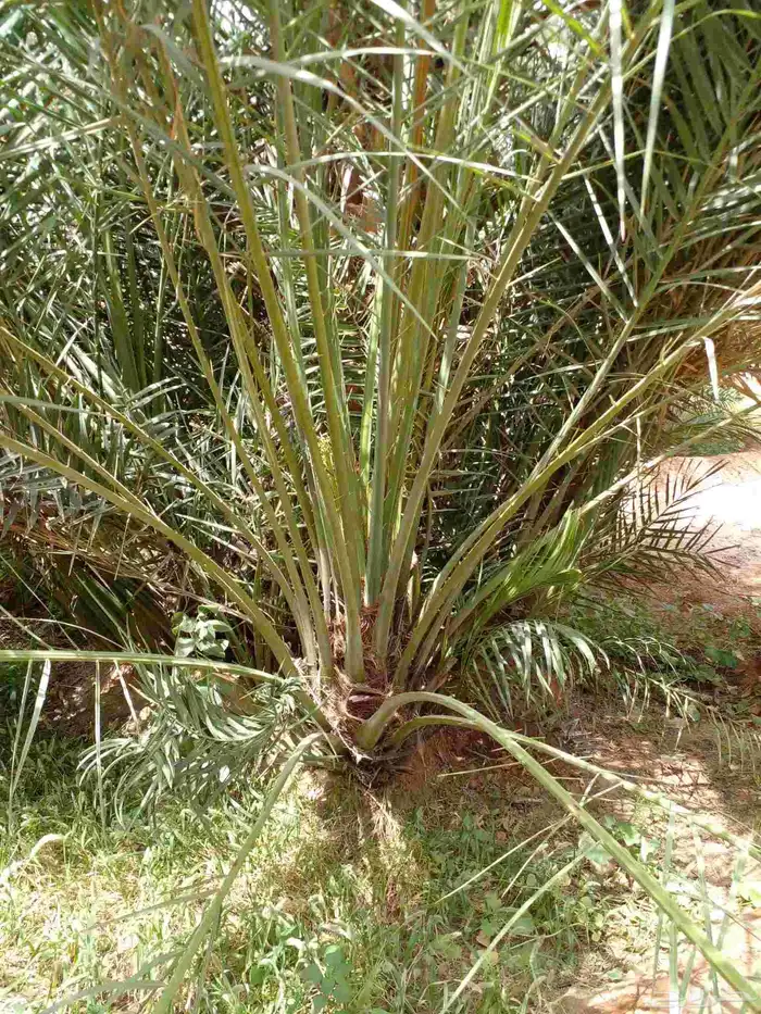ابو ناصر لتوريد أنخيل 4