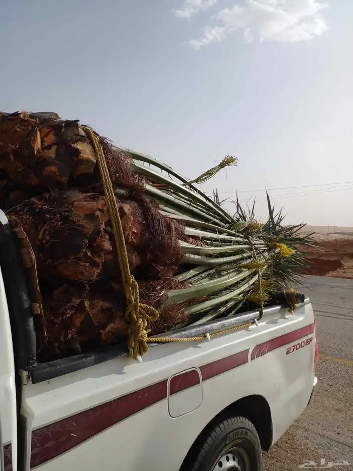 ابو ناصر لتوريد أنخيل 6