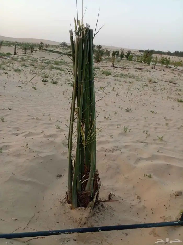 ابو ناصر لتوريد أنخيل 1