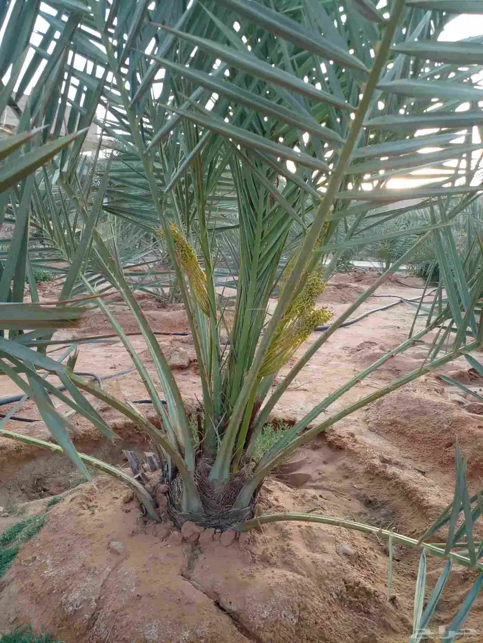 ابو ناصر لتوريد أنخيل 0
