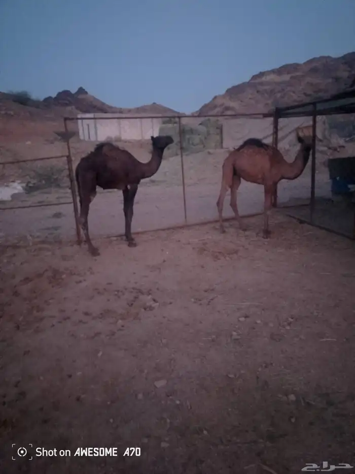 بكره وقعود علا حليب اماتها 4