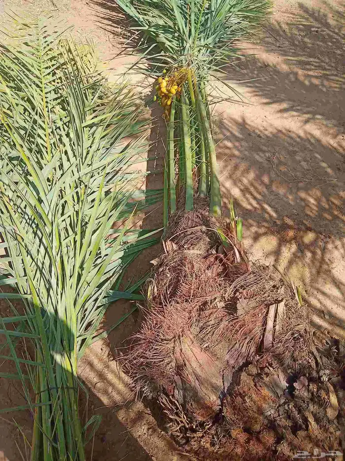 نخيل 9