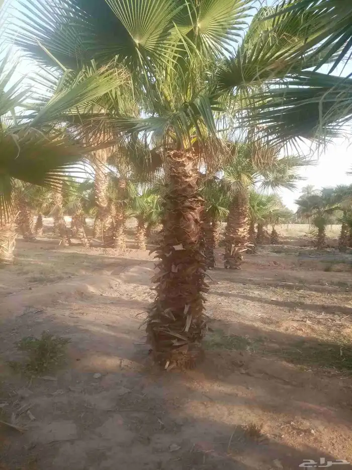 نخيل واشنطني للبيع 3