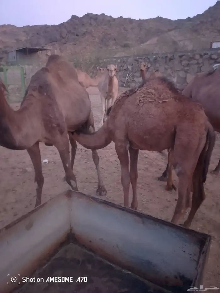 بكره وقعود علا حليب اماتها 3
