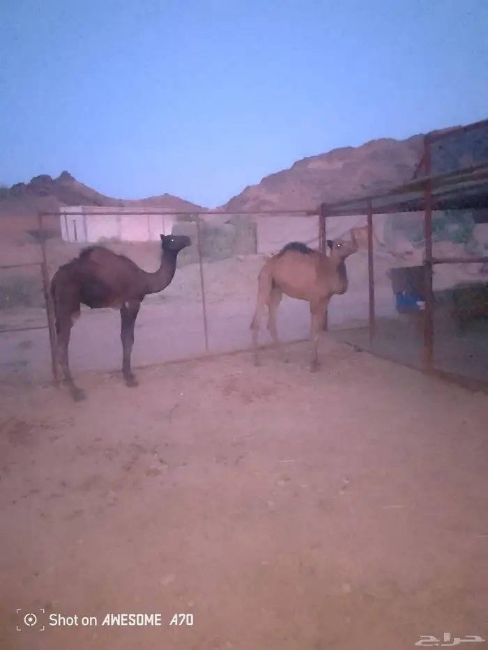 بكره وقعود علا حليب اماتها 1