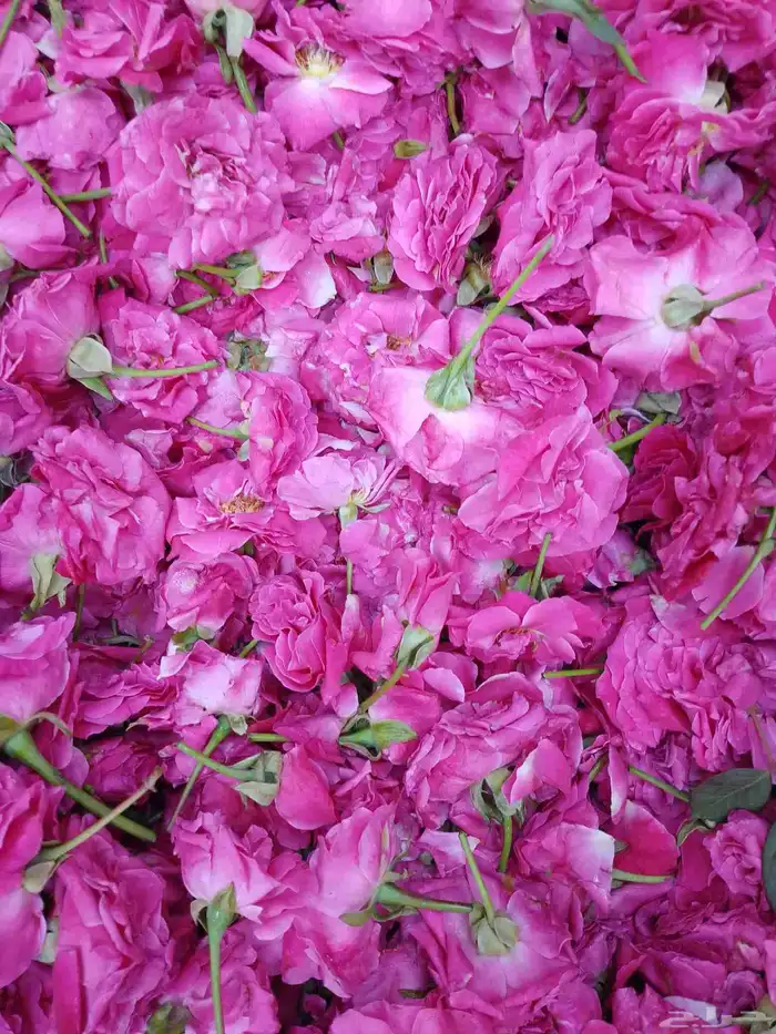 ورد طائفي رائحه طيبه جدا كميه محدوده تواصل لحجز واتساب 0