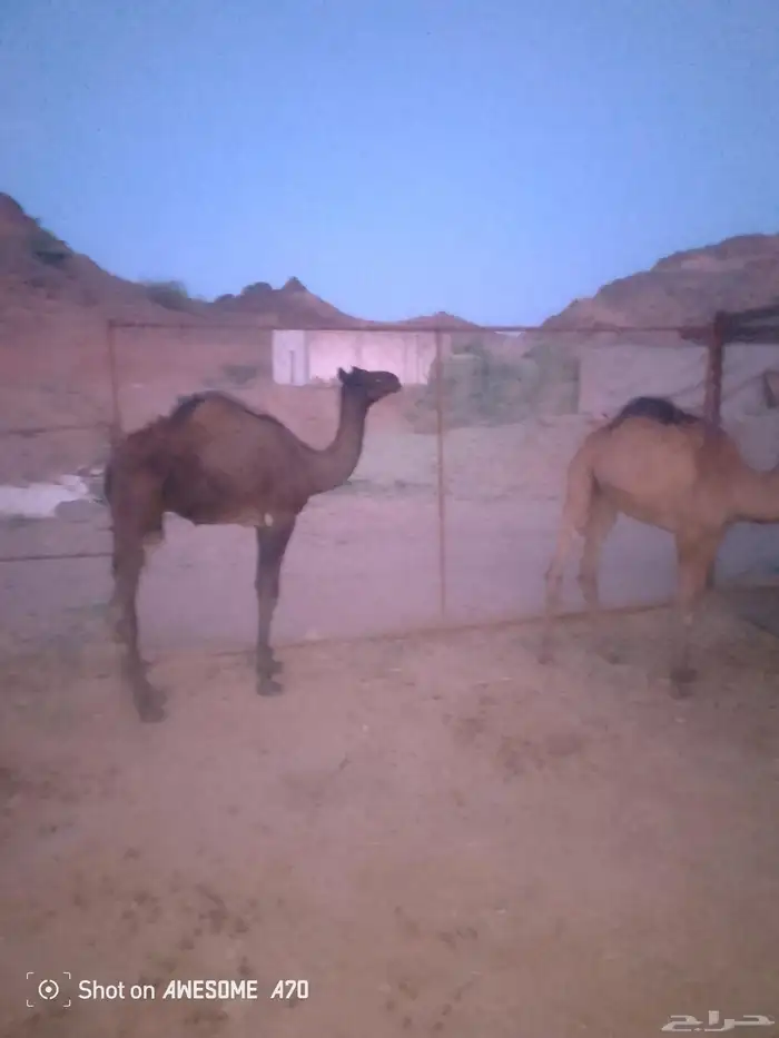 بكره وقعود علا حليب اماتها 2