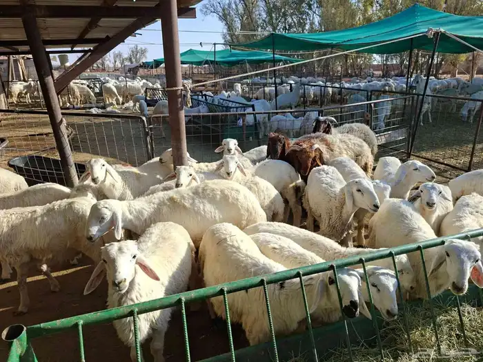 خرفان هري للبيع وصل السوم 1150 0