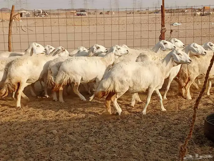 غنم العدد 19دفيع 5