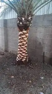 زرع طبيعي تكريب نخل شبكه ري أشجار مثمره 5