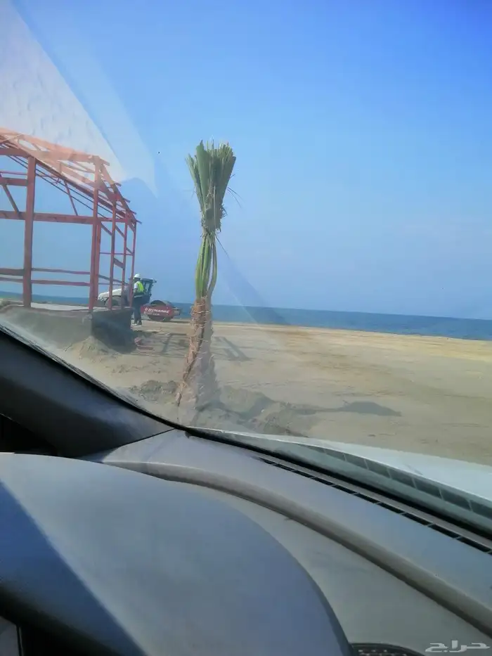 شبك وزراعه نخيل 4