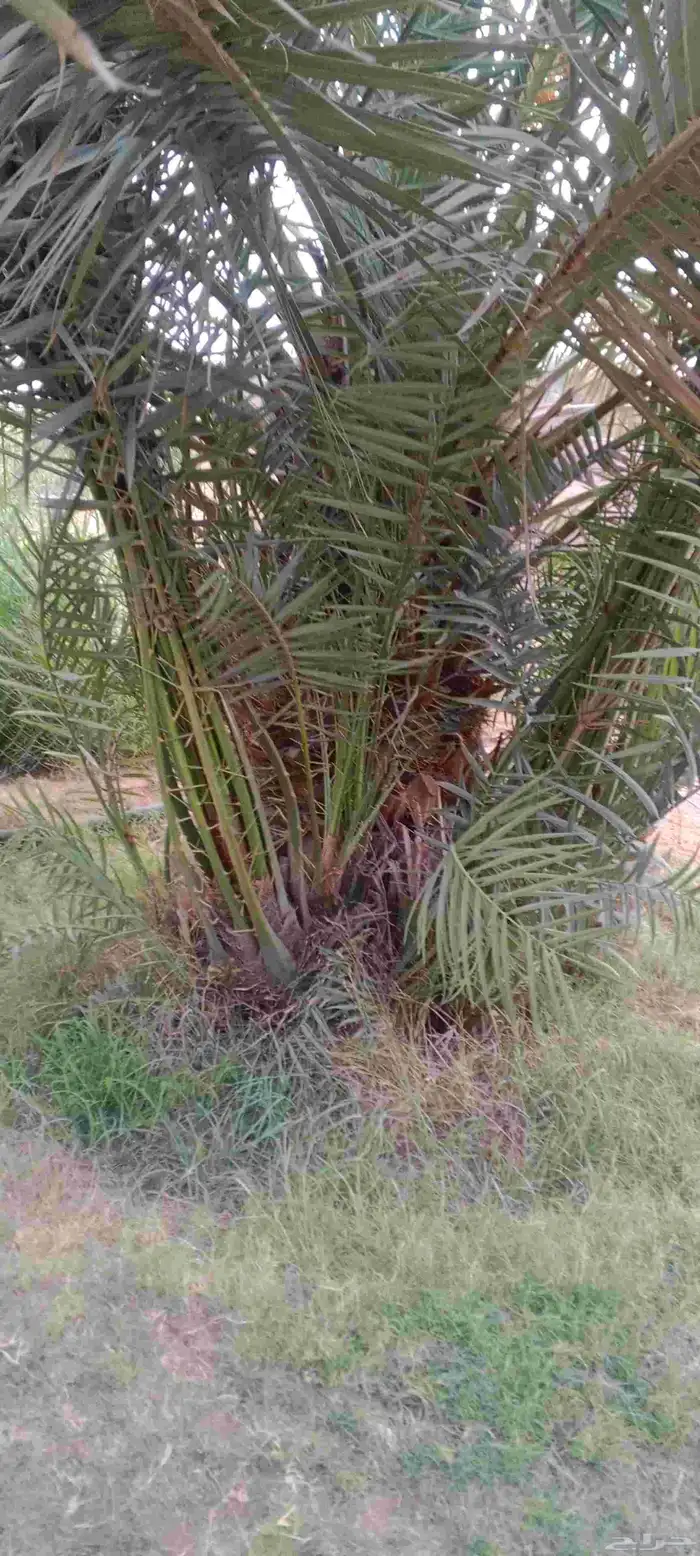 نخل للبيع 8