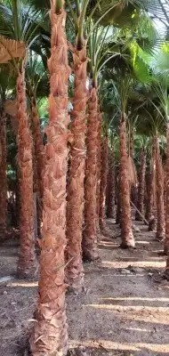 للبيع نخل واشنطونيا 0