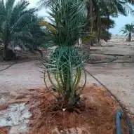 يوجد لدينا جميع انواع النخيل 1