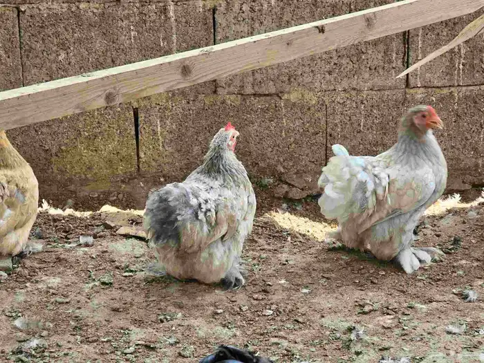 فروخ براهما وكوشن للبيع 3