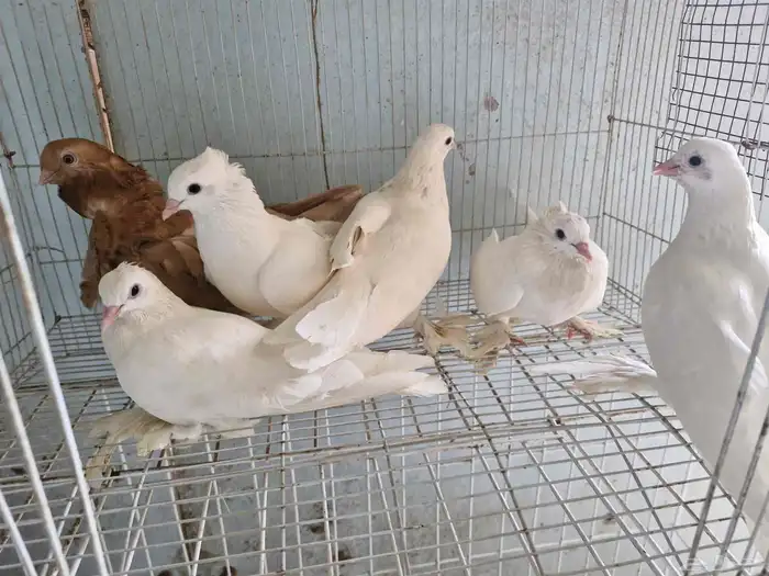 طيور صنعاوي 1