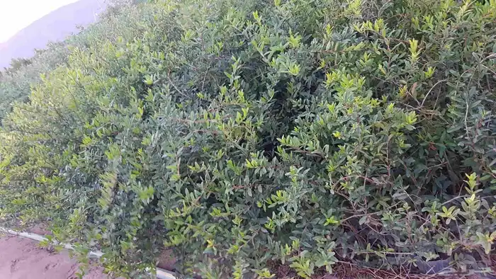 مشتل زراعي في منطقة عسير 4