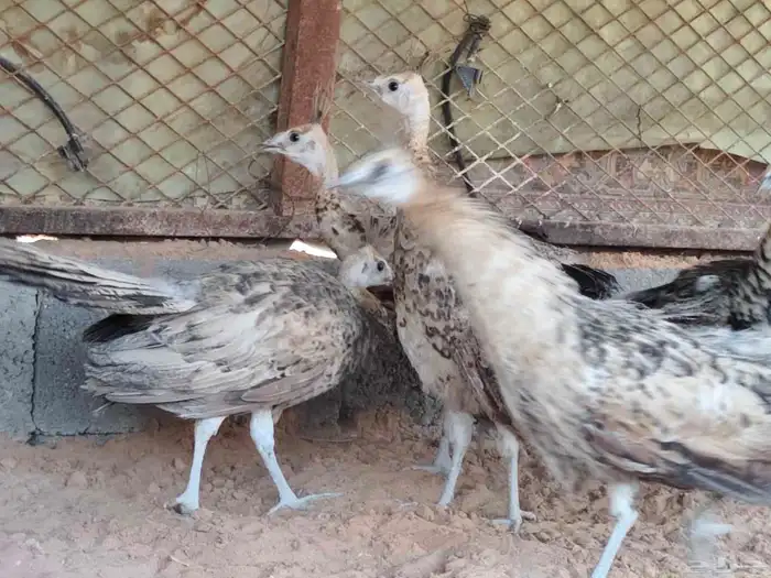 طاووس خوارج 0