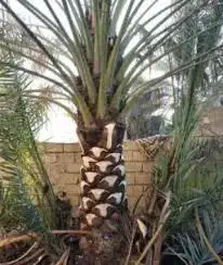 زرع طبيعي تكريب نخل شبكه ري أشجار مثمره 6