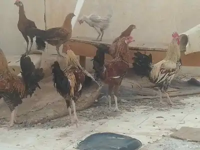 ديوك فقط العدد 4 الصحة شرط ممتازة العمر حول 7شهر index