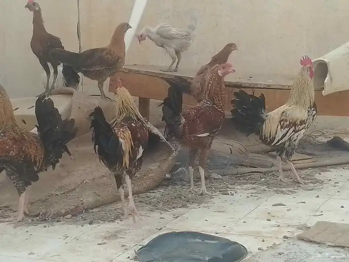 ديوك فقط العدد 4 الصحة شرط ممتازة العمر حول 7شهر 3
