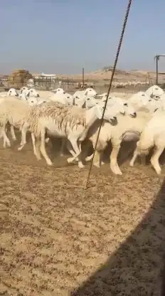 رخال حريات جدعان وتنايه ورباع صنف الصنف عددها 60 تحتها 1 1