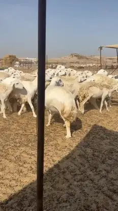 رخال حريات جدعان وتنايه ورباع صنف الصنف عددها 60 تحتها 1 0
