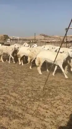 رخال حريات جدعان وتنايه ورباع صنف الصنف عددها 60 تحتها 1 3