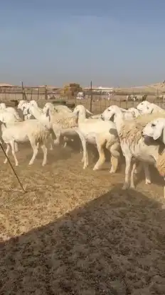 رخال حريات جدعان وتنايه ورباع صنف الصنف عددها 60 تحتها 1 5