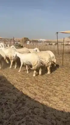 رخال حريات جدعان وتنايه ورباع صنف الصنف عددها 60 تحتها 1 7