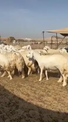 رخال حريات جدعان وتنايه ورباع صنف الصنف عددها 60 تحتها 1 2