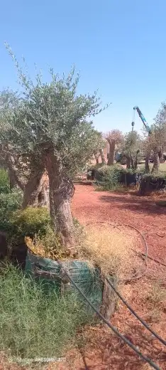 يوجد لدينا أشجار زيتون معمر ومفرع وأشجار متنوعه ترمنيليا ( ر 7