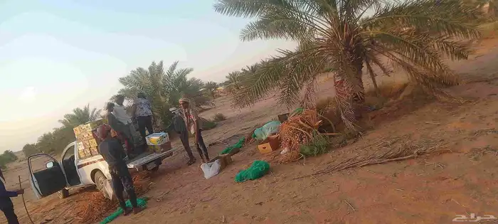 الي يبا صرام لتمر متواجدين بلجله وتبراك 1