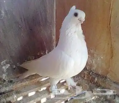 حمام دجاج زغاليل 5